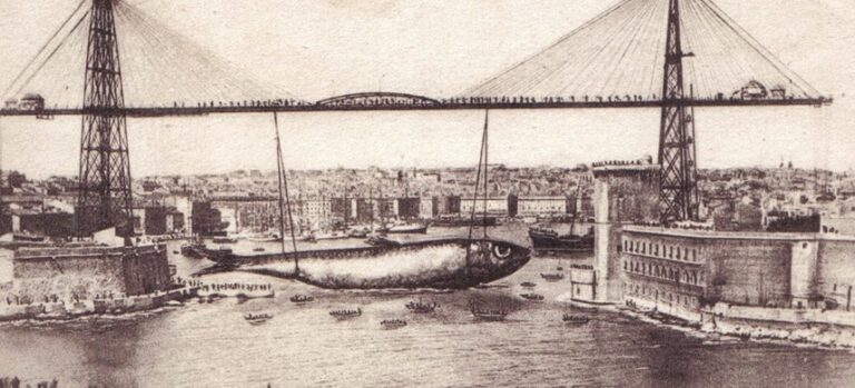 Sardine flottant dans le Vieux-Port de Marseille