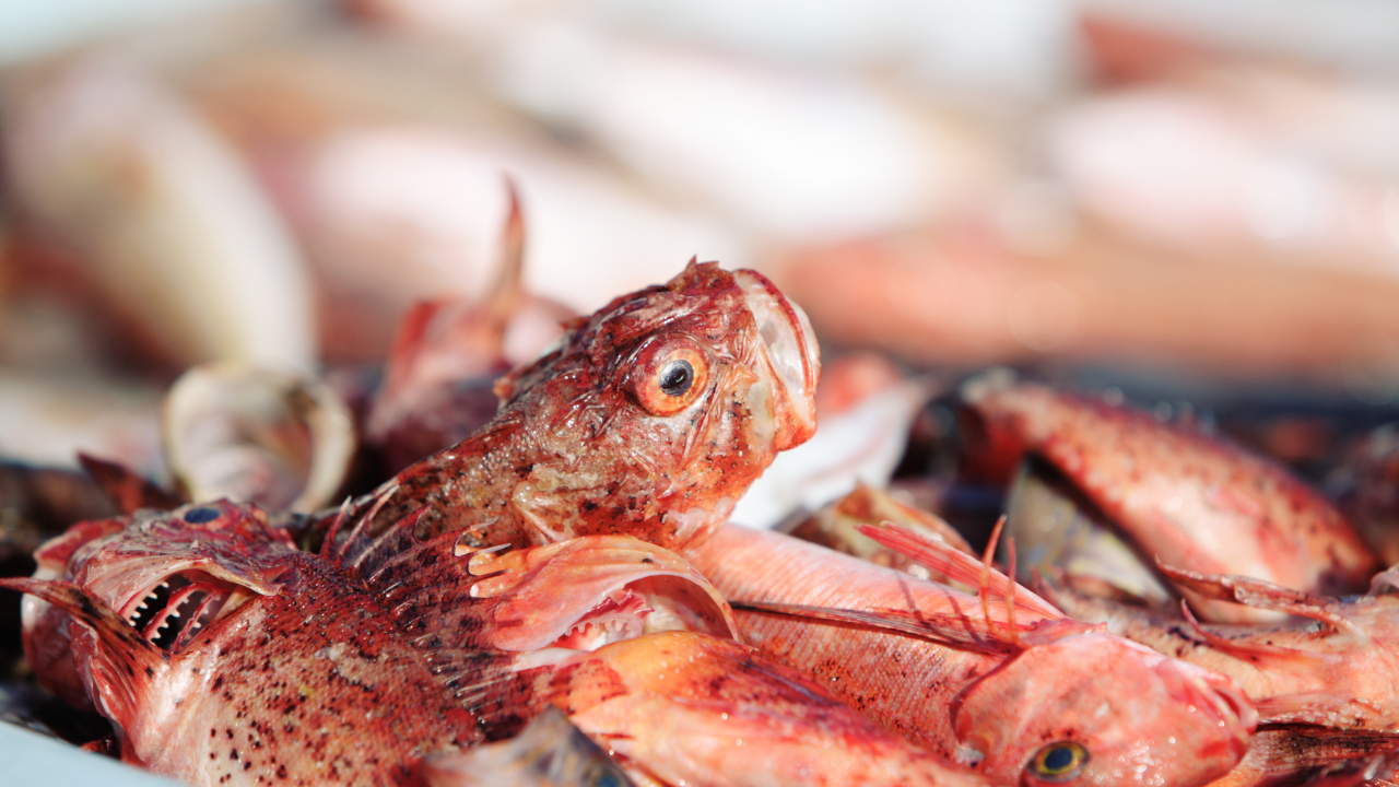 Poissons frais de Marseille