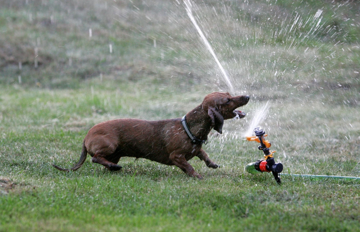 jet d'eau pour chien action