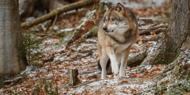 loup en france