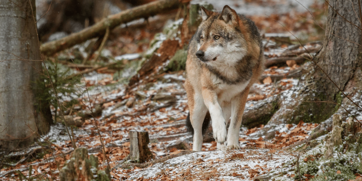 loup en france