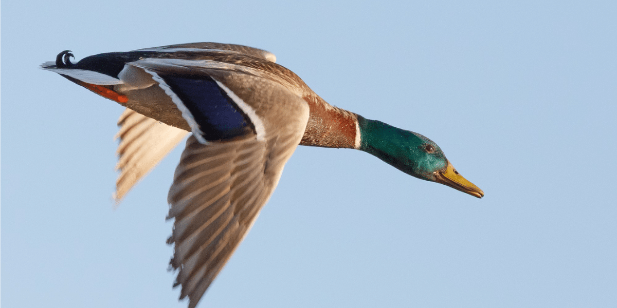 canard fonce