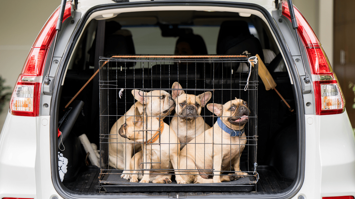 Voyage en voiture, l’erreur à éviter absolument avec son chien ou chat