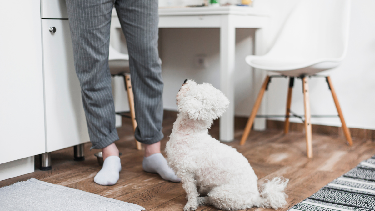 12 races de chiens à l’intelligence bluffante