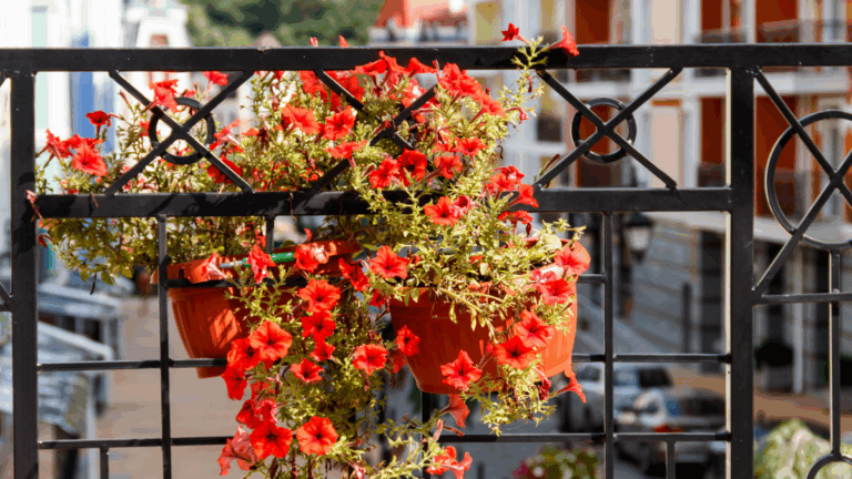 38 € d’amende à cause des plantes sur un balcon