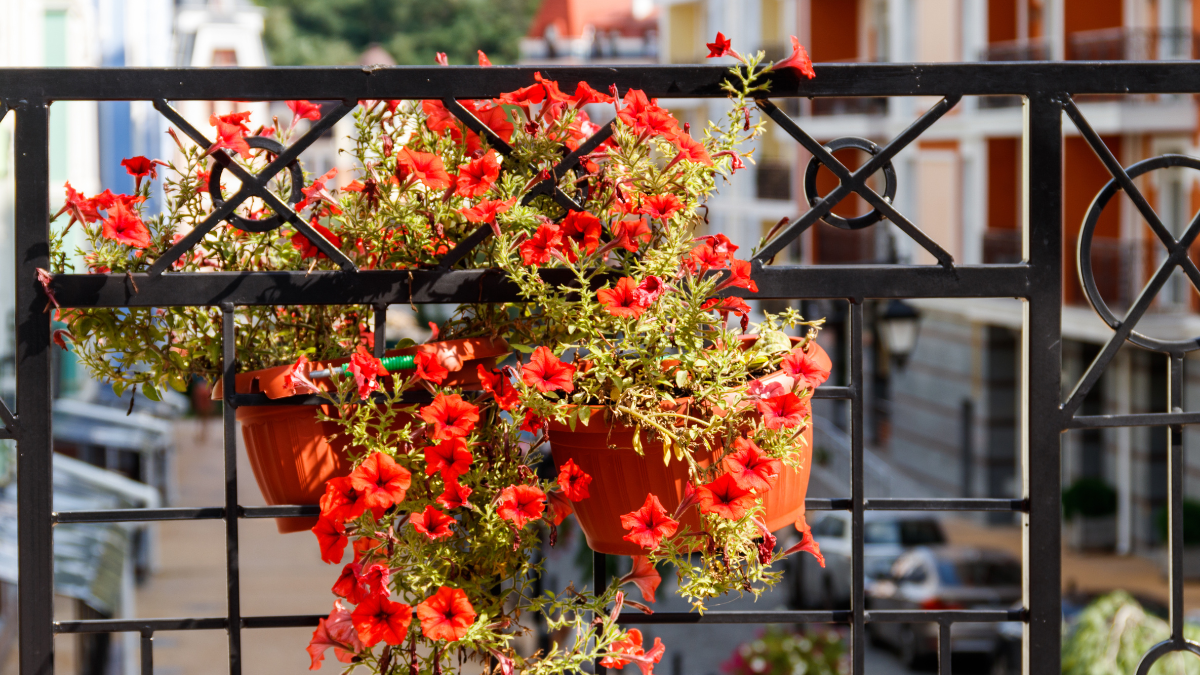 38 € d’amende à cause des plantes sur un balcon