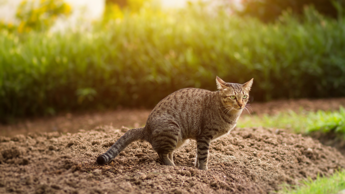 les animaux prennent goût au potager ouvert