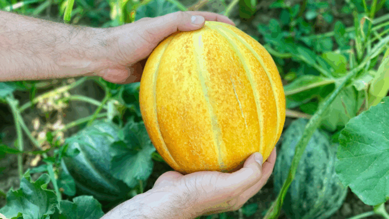un melon mûr et sucré