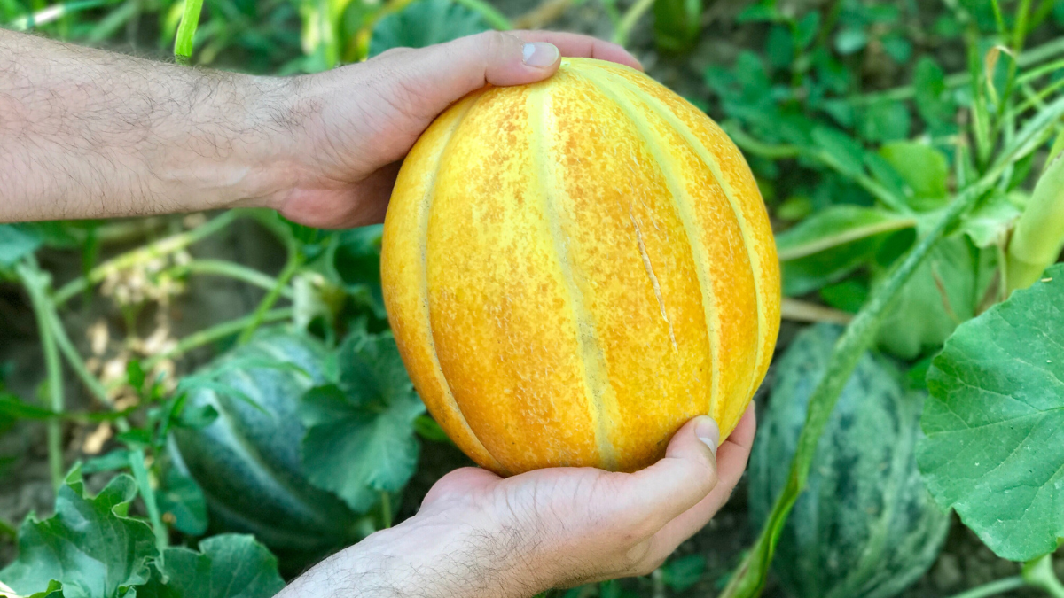 un melon mûr et sucré