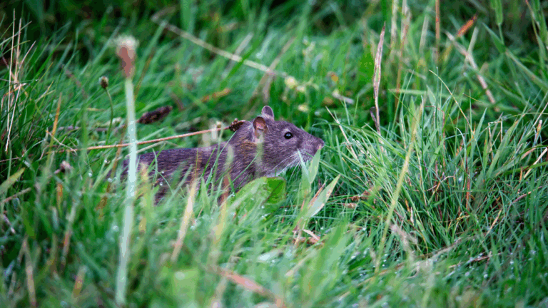 Un rat dans un jardin