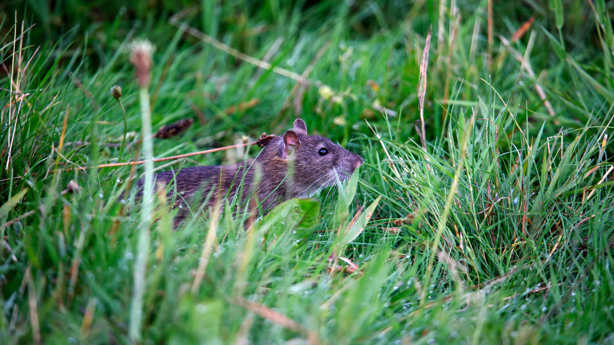 Un rat dans un jardin