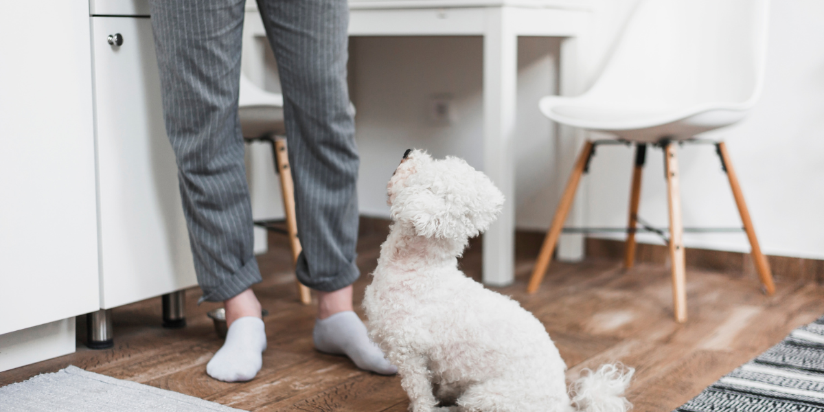 12 races de chiens à l’intelligence bluffante