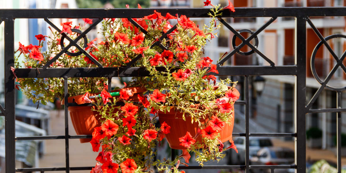 38 € d’amende à cause des plantes sur un balcon