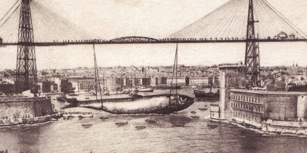 Sardine flottant dans le Vieux-Port de Marseille