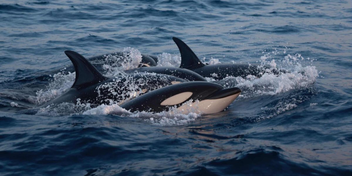Dauphins et orques : l’océan est devenu leur unique monde