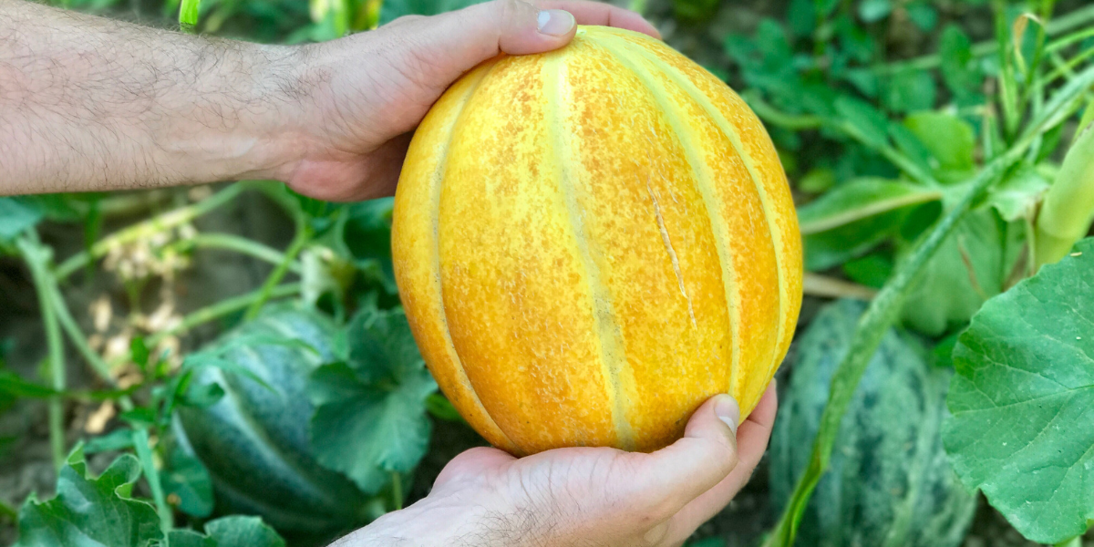 un melon mûr et sucré