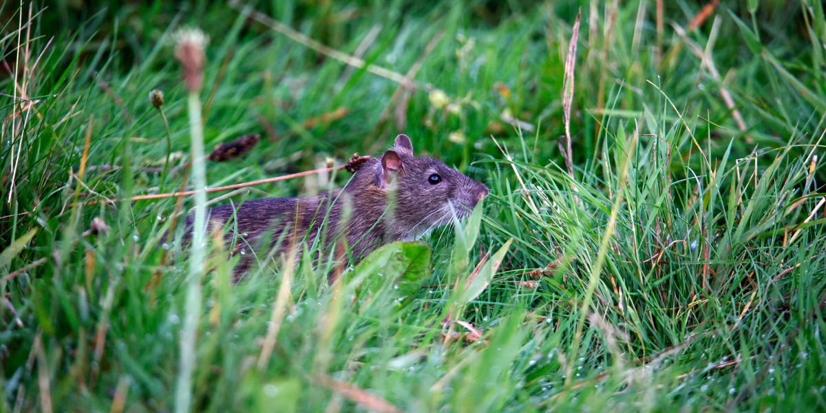 Un rat dans un jardin