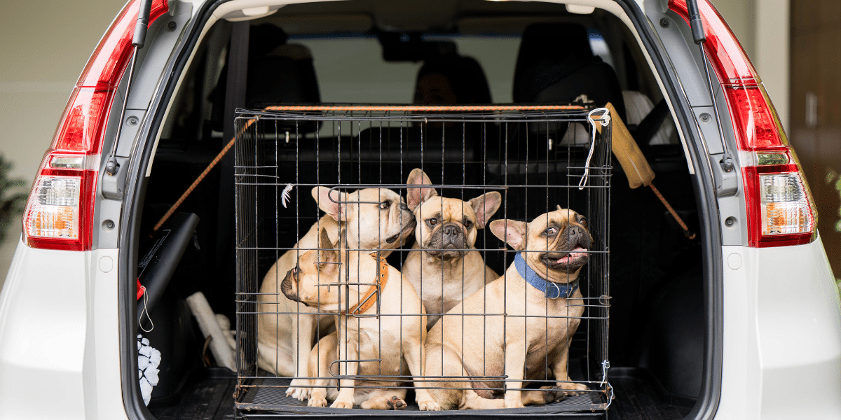 Voyage en voiture, l’erreur à éviter absolument avec son chien ou chat